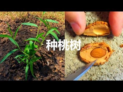 桃樹繁殖|【種桃樹】從核果到果香滿枝頭：親手種植桃樹的完整指南！